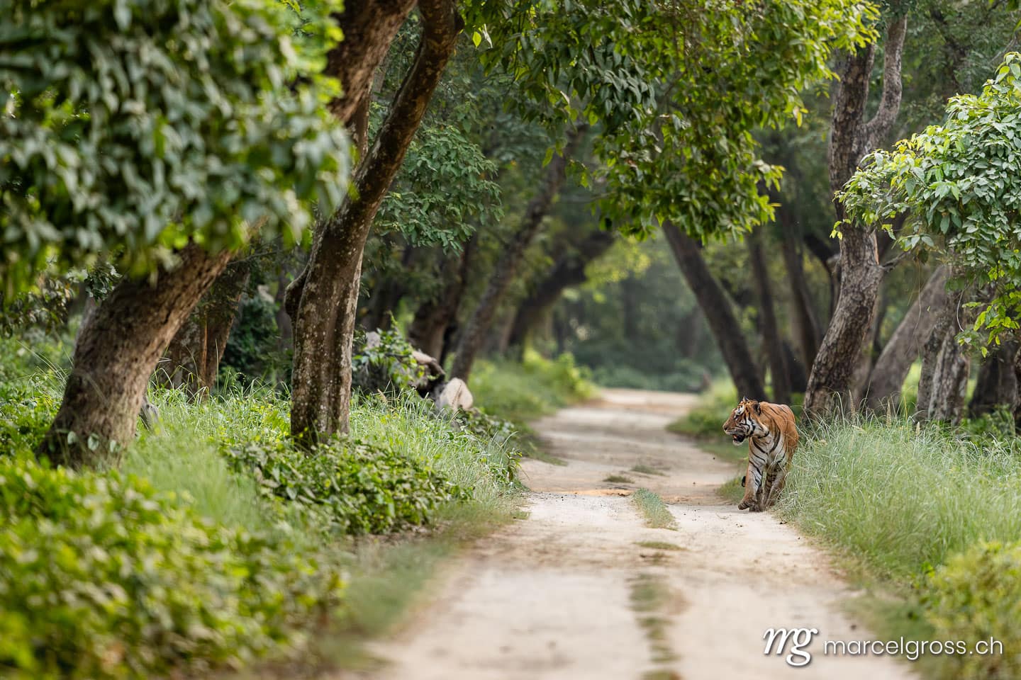 Bengal Tiger (Panthera tigris tigris) walking on forest path in Dudhwa, North India. (c) Marcel Gross Photography