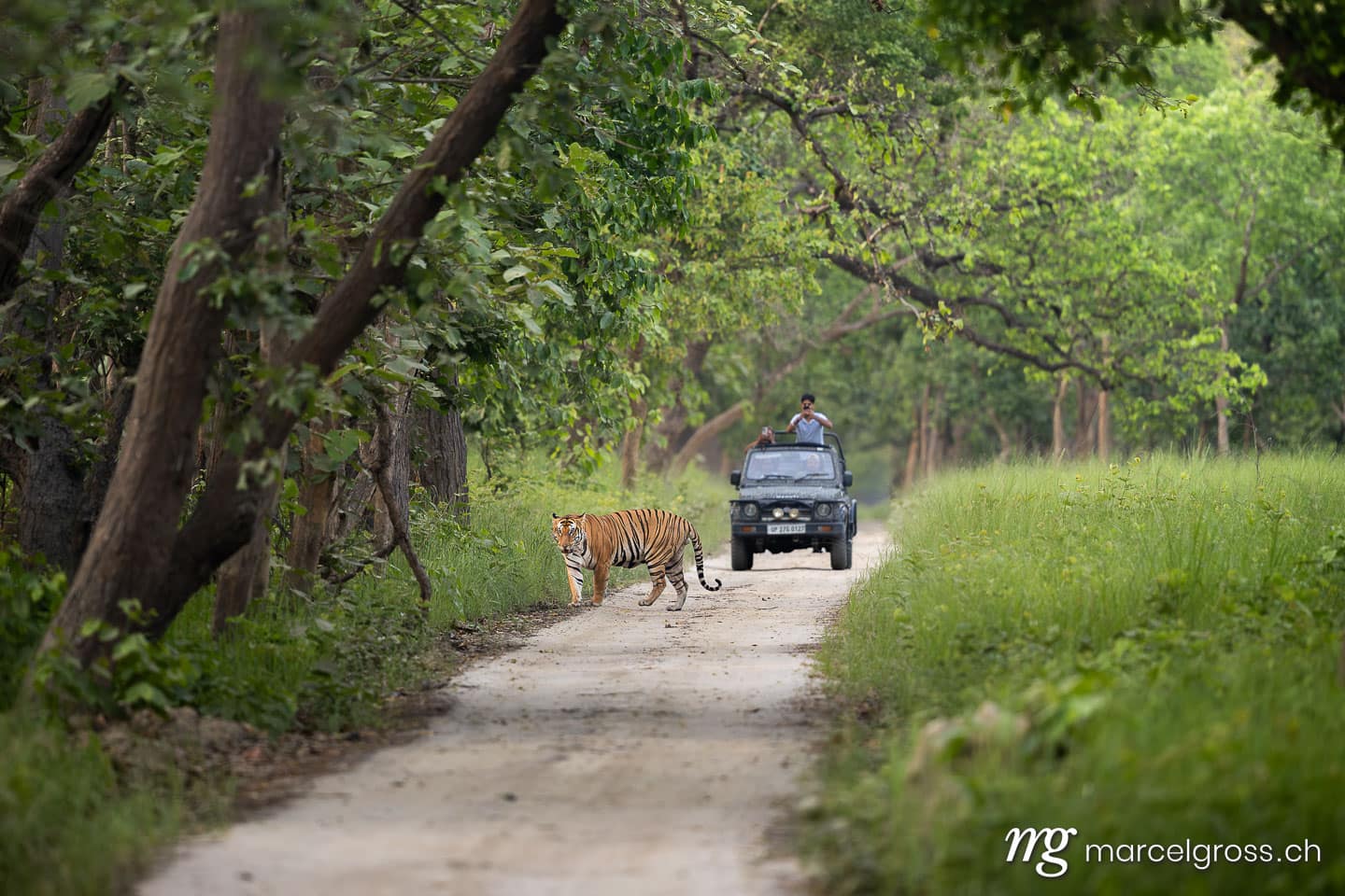 Bengal Tiger Crossing Forest Road in Dudhwa National Park, India (Panthera tigris tigris). (c) Marcel Gross Photography