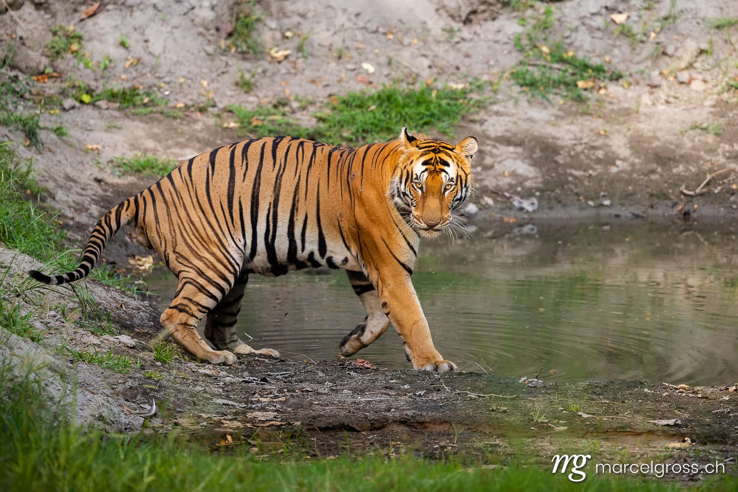 Bengal tiger (Panthera tigris tigris) at waterhole in Dudhwa National Park, North India. (c) Marcel Gross Photography