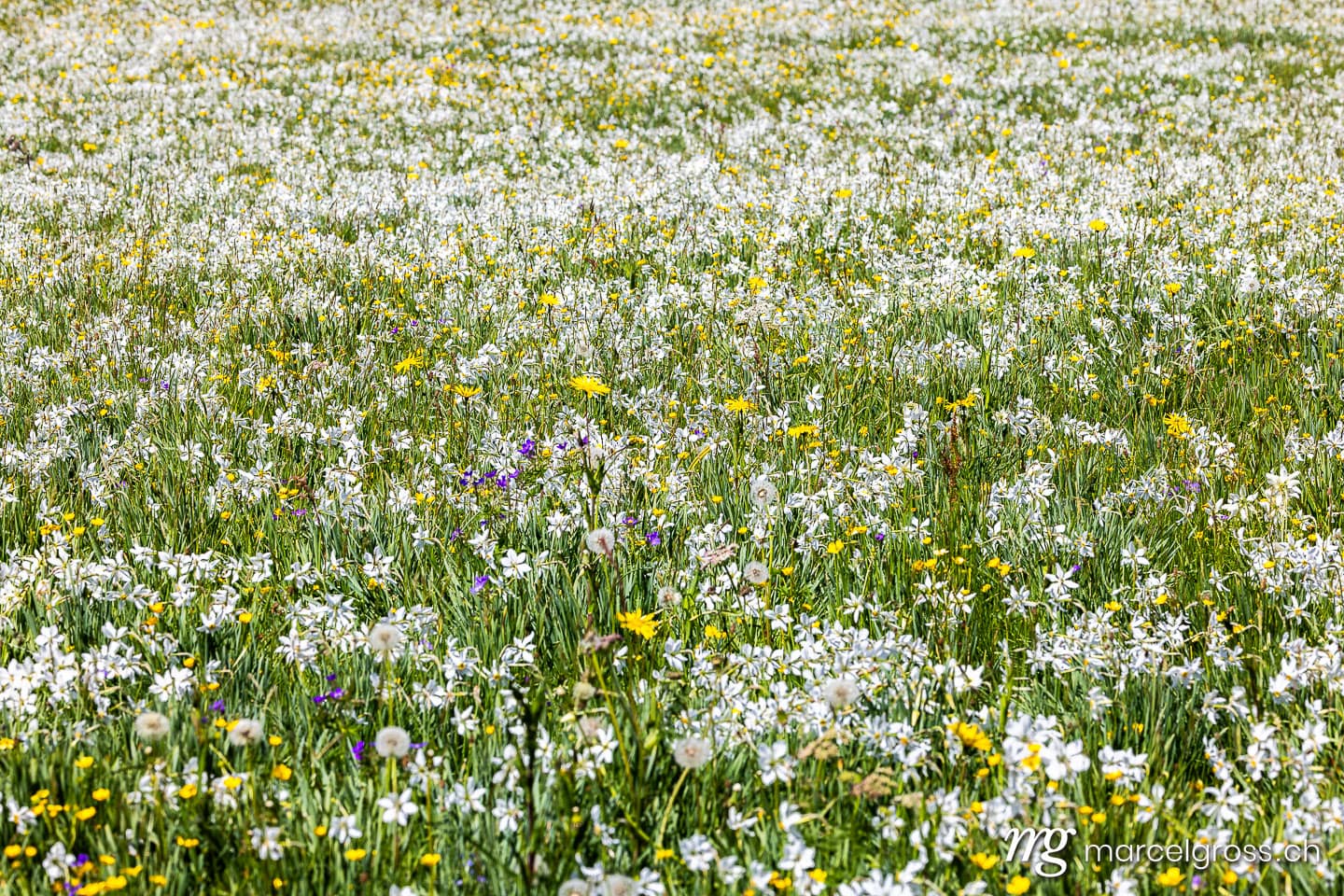 Blooming Poet's Daffodil Meadow (Narcissus poeticus radiiflorus) in Spring, Vaud Region, Switzerland.  (c) Marcel Gross Photography