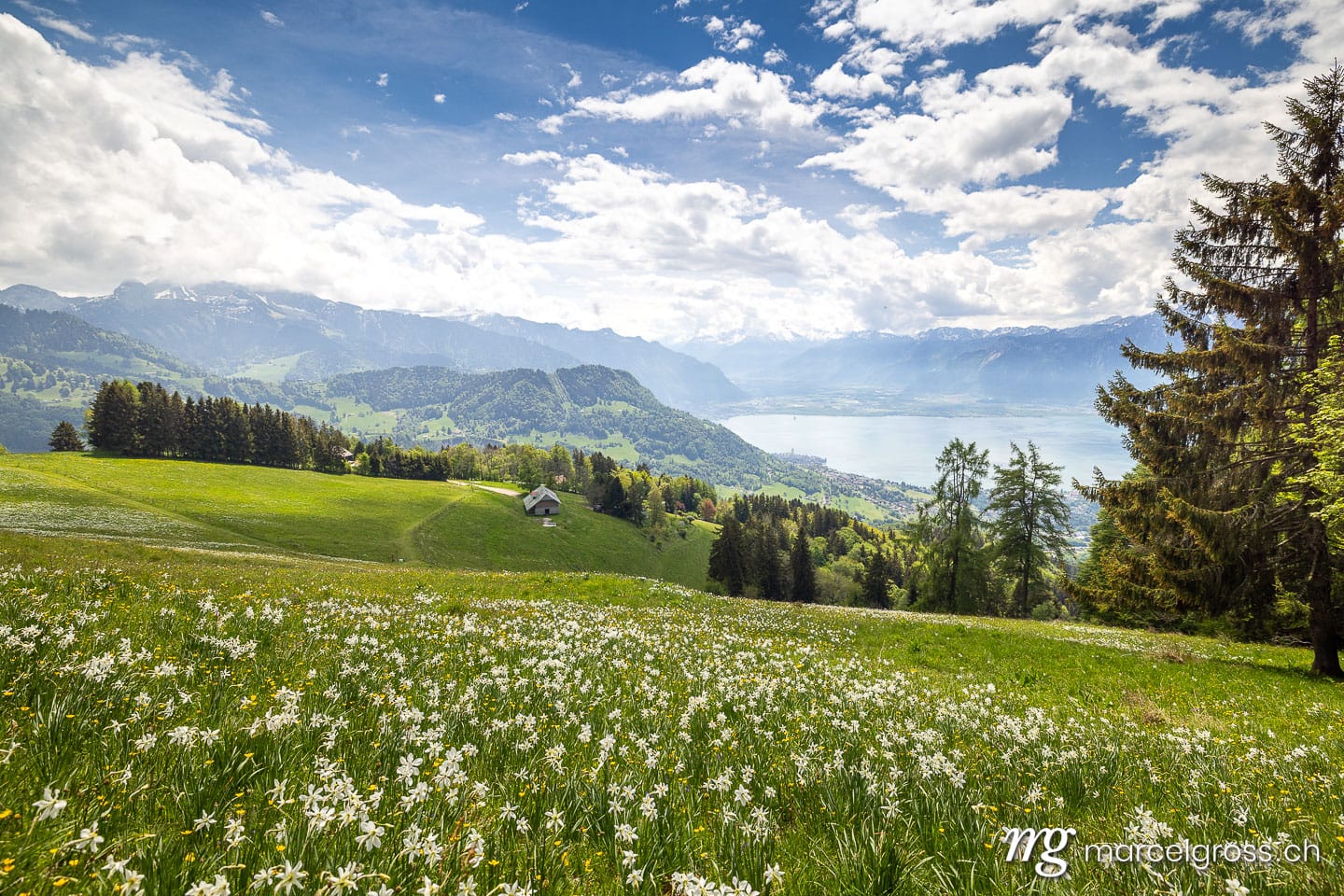 Spring Narcissus Fields Overlooking Lake Geneva from Les Pléiades, Vaud, Switzerland (Narcissus poeticus).  (c) Marcel Gross Photography