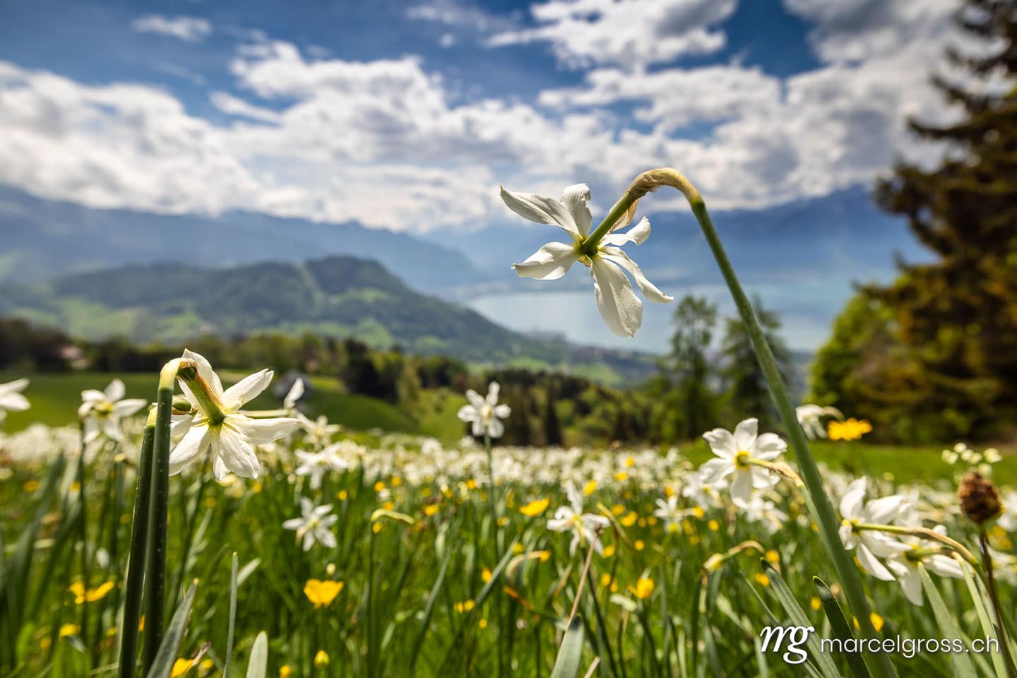 Wild Narcissus (Narcissus poeticus) Blooming in Spring Meadows Above Lake Geneva, Les Pléiades, Vaud, Switzerland.  (c) Marcel Gross Photography