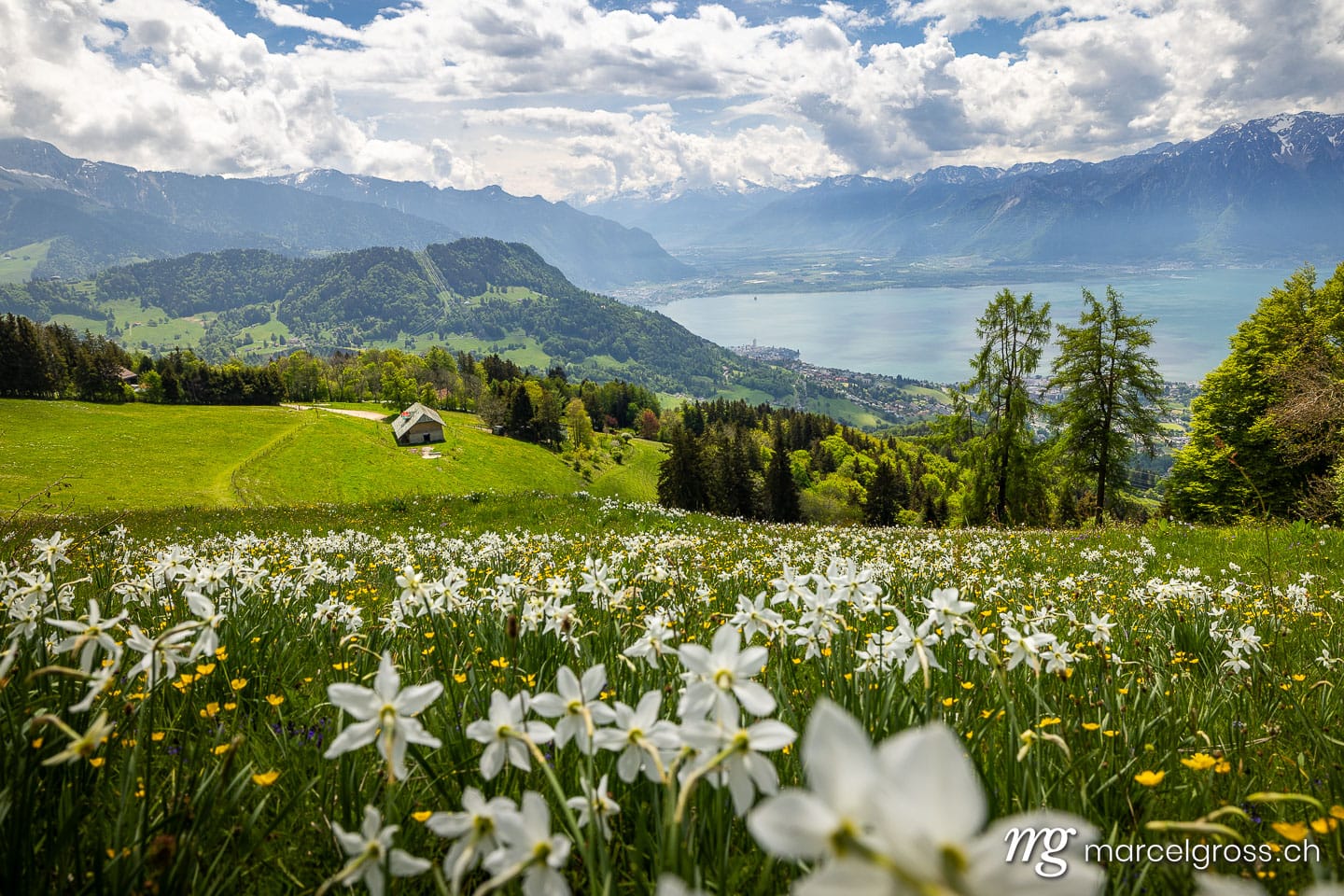Spring Narcissus (Narcissus poeticus) Bloom on Les Pléiades Hillside Overlooking Lake Geneva, Vaud, Switzerland.  (c) Marcel Gross Photography