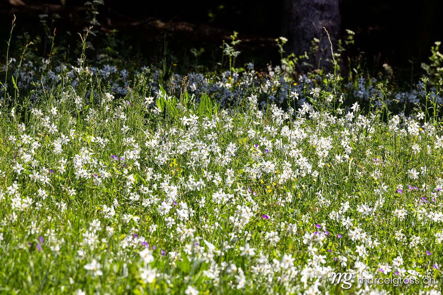 Blooming Poet's Narcissus (Narcissus poeticus radiiflorus) in Spring Meadow, Vaud, Switzerland.  (c) Marcel Gross Photography