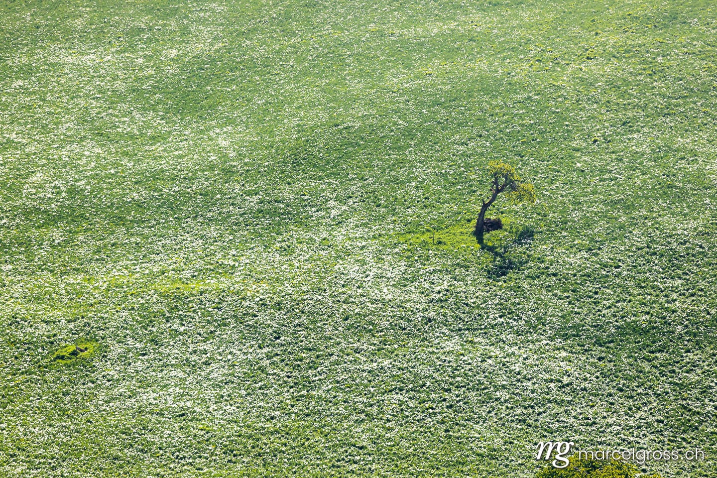 Solitary Tree in a Field of Poet's Narcissus (Narcissus poeticus radiiflorus) in Vaud, Switzerland During Spring Bloom.  (c) Marcel Gross Photography