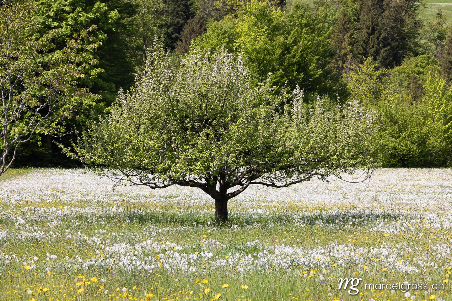 Blossoming Tree Amid Poet's Daffodils (Narcissus poeticus radiiflorus) in Spring Meadow, Vaud, Switzerland.  (c) Marcel Gross Photography