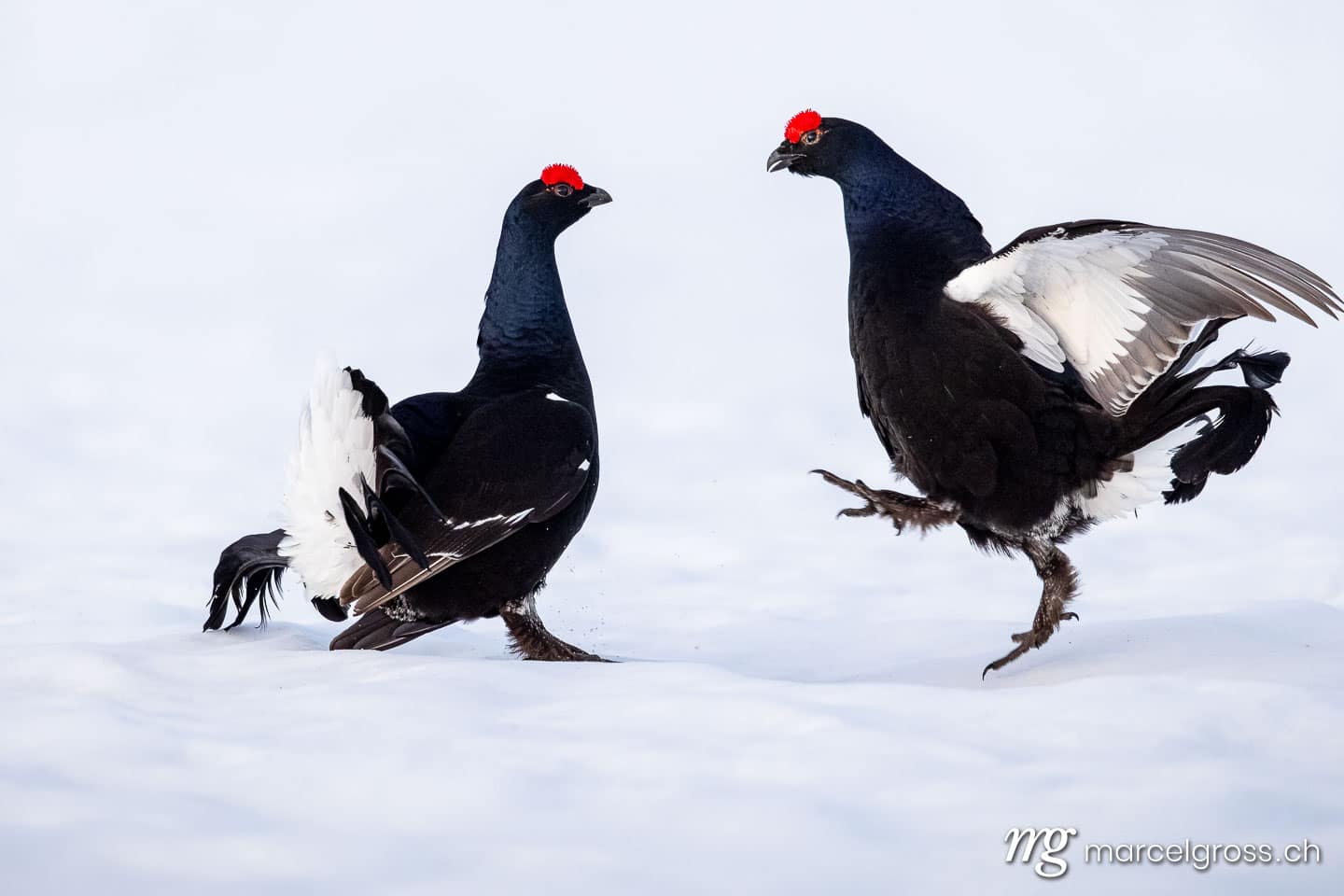 . (c) Marcel Gross Photography