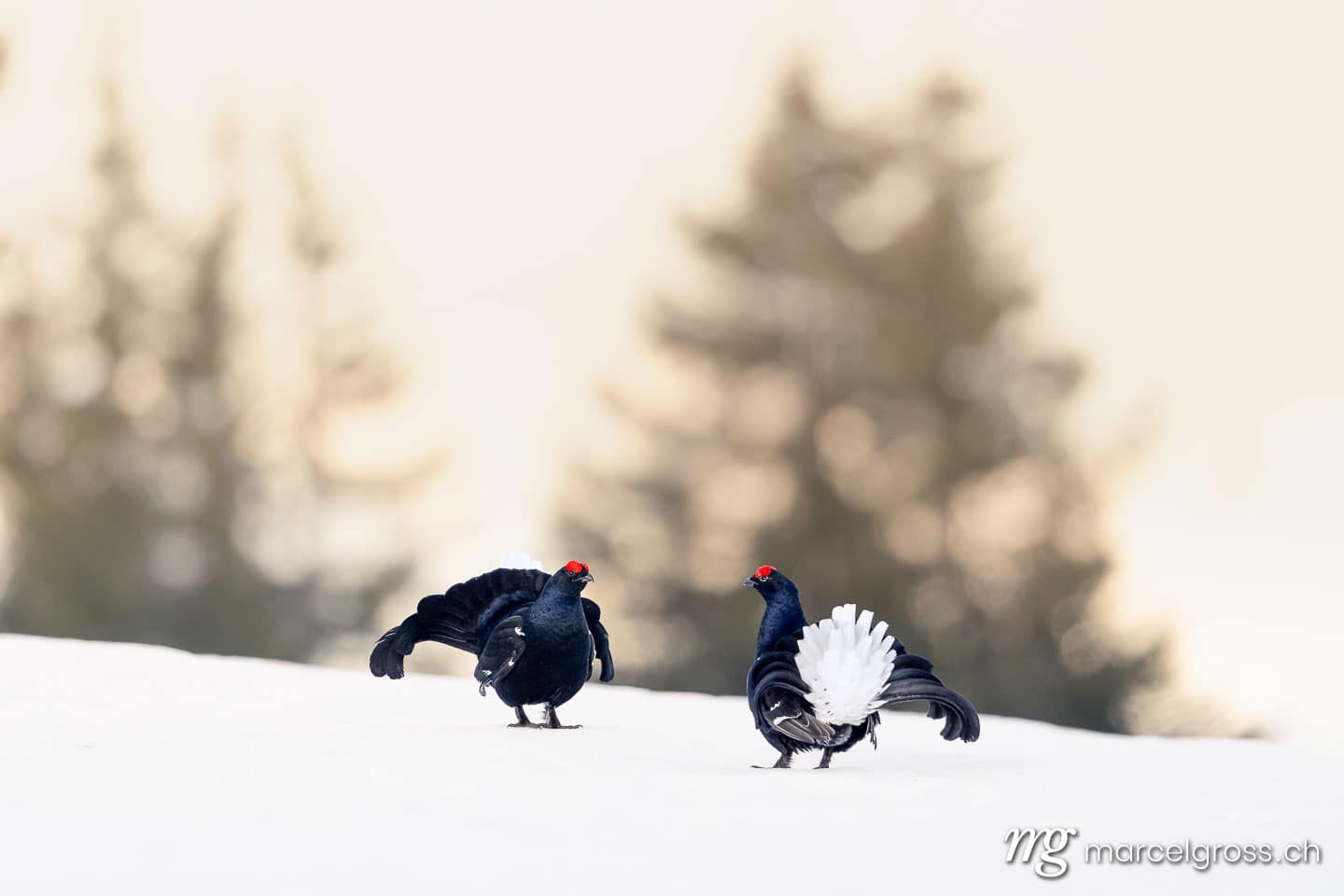 . (c) Marcel Gross Photography