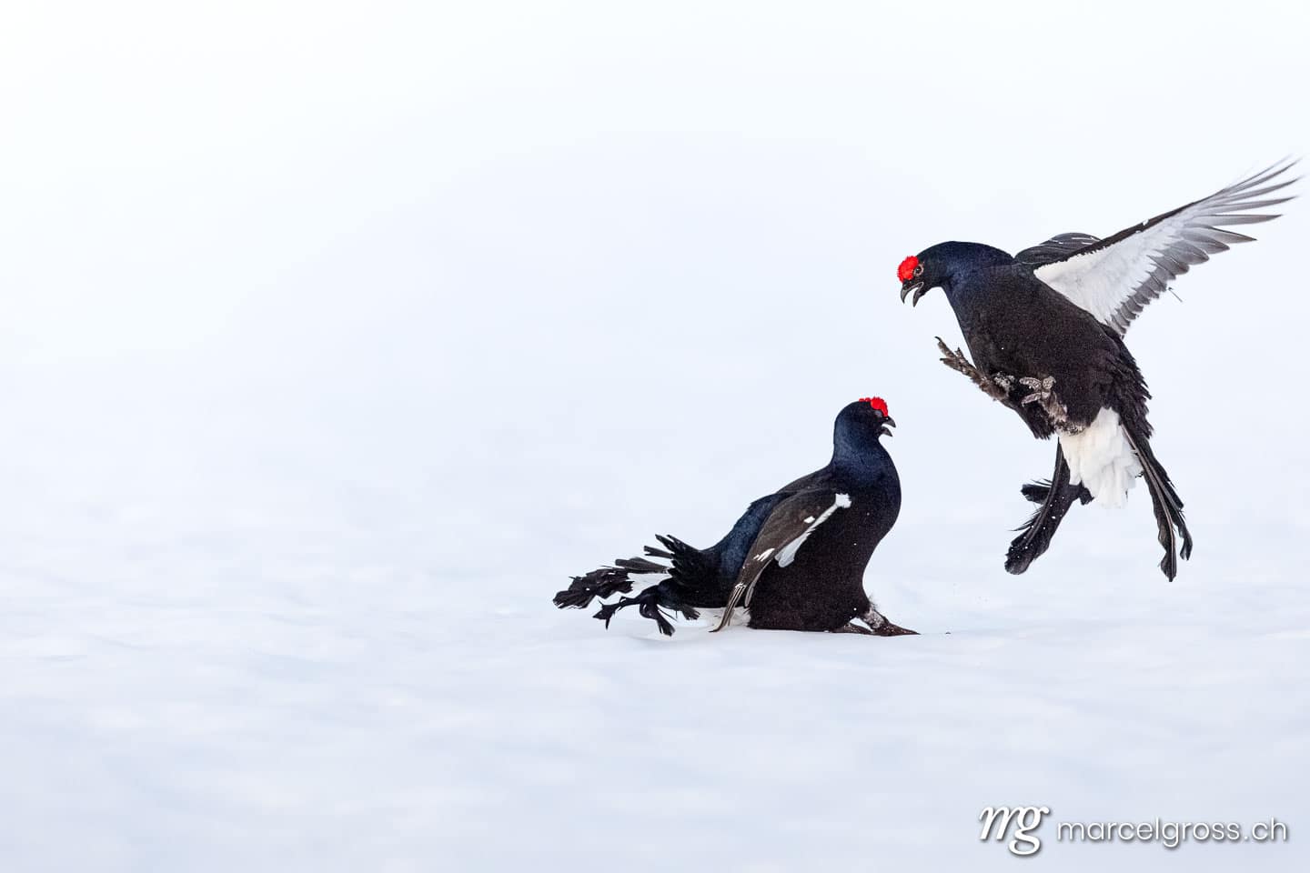 . (c) Marcel Gross Photography