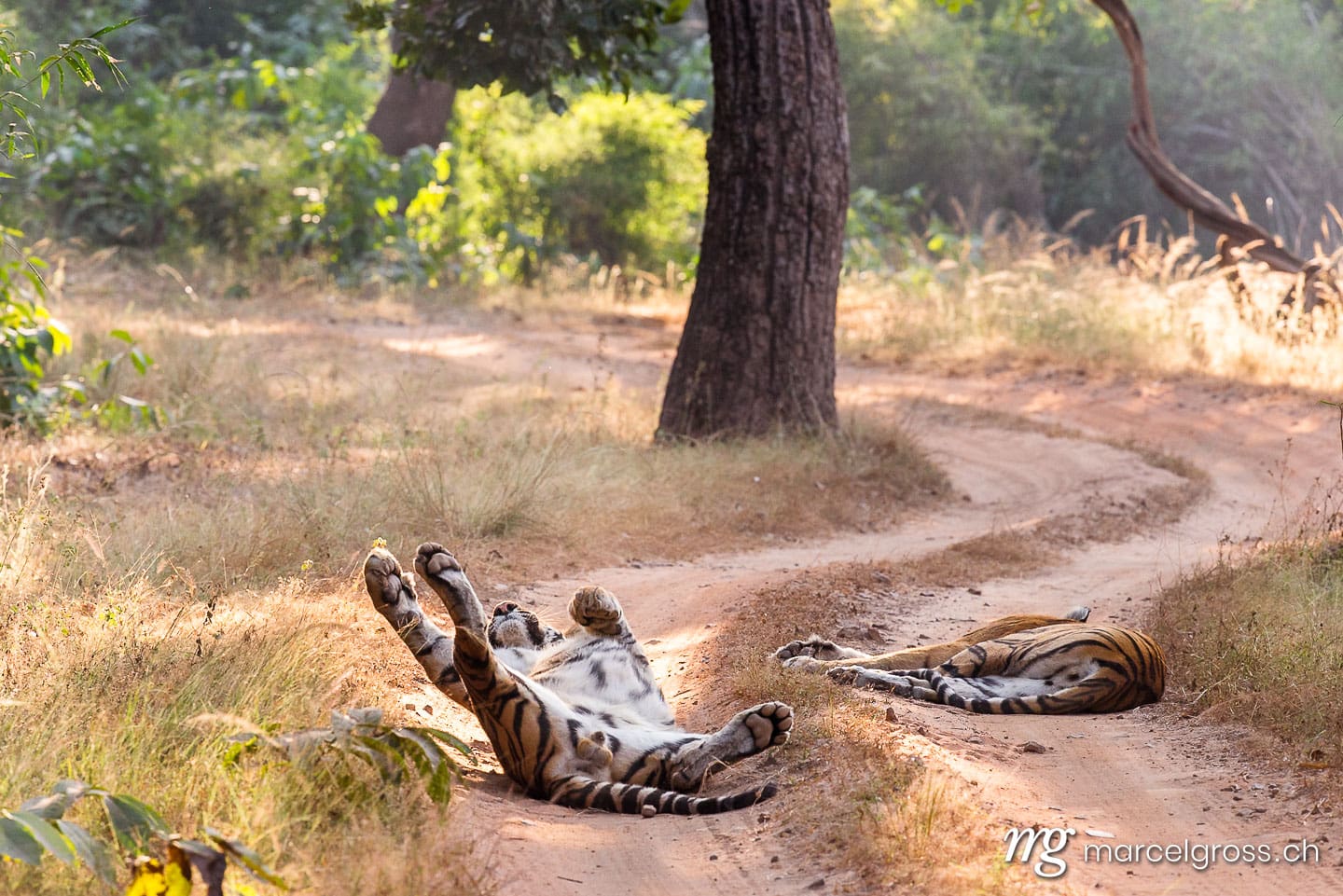 Tiger Bilder. two majestic tigers sleeping on a dusty road in Bandhavgarh National Park. Marcel Gross Photography