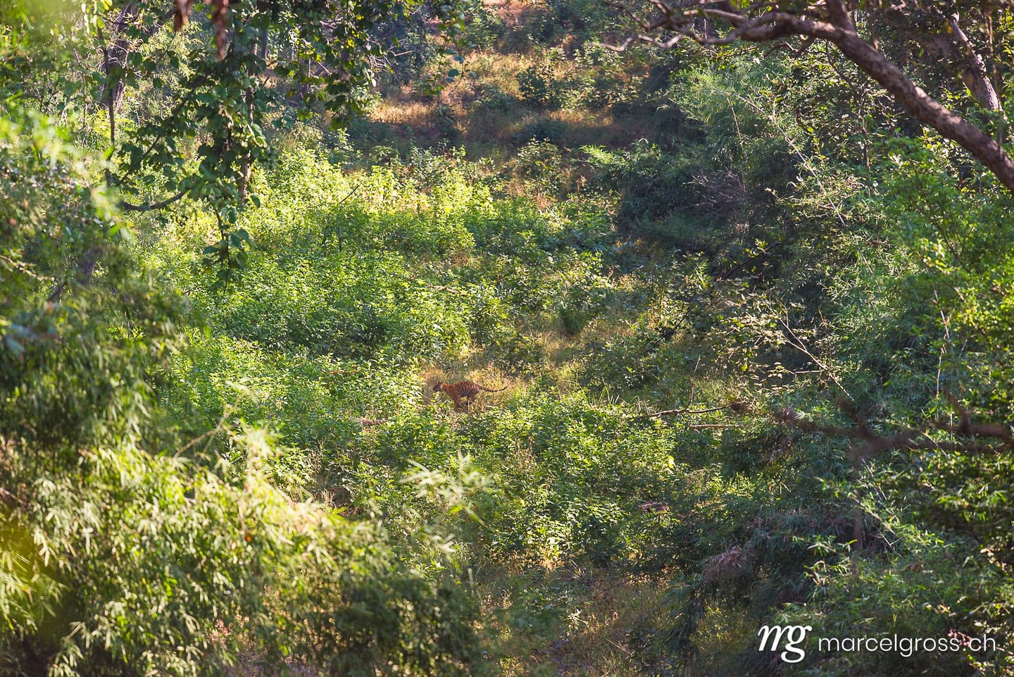 Tiger Bilder. a young playful tiger in Kanha National Park. Marcel Gross Photography