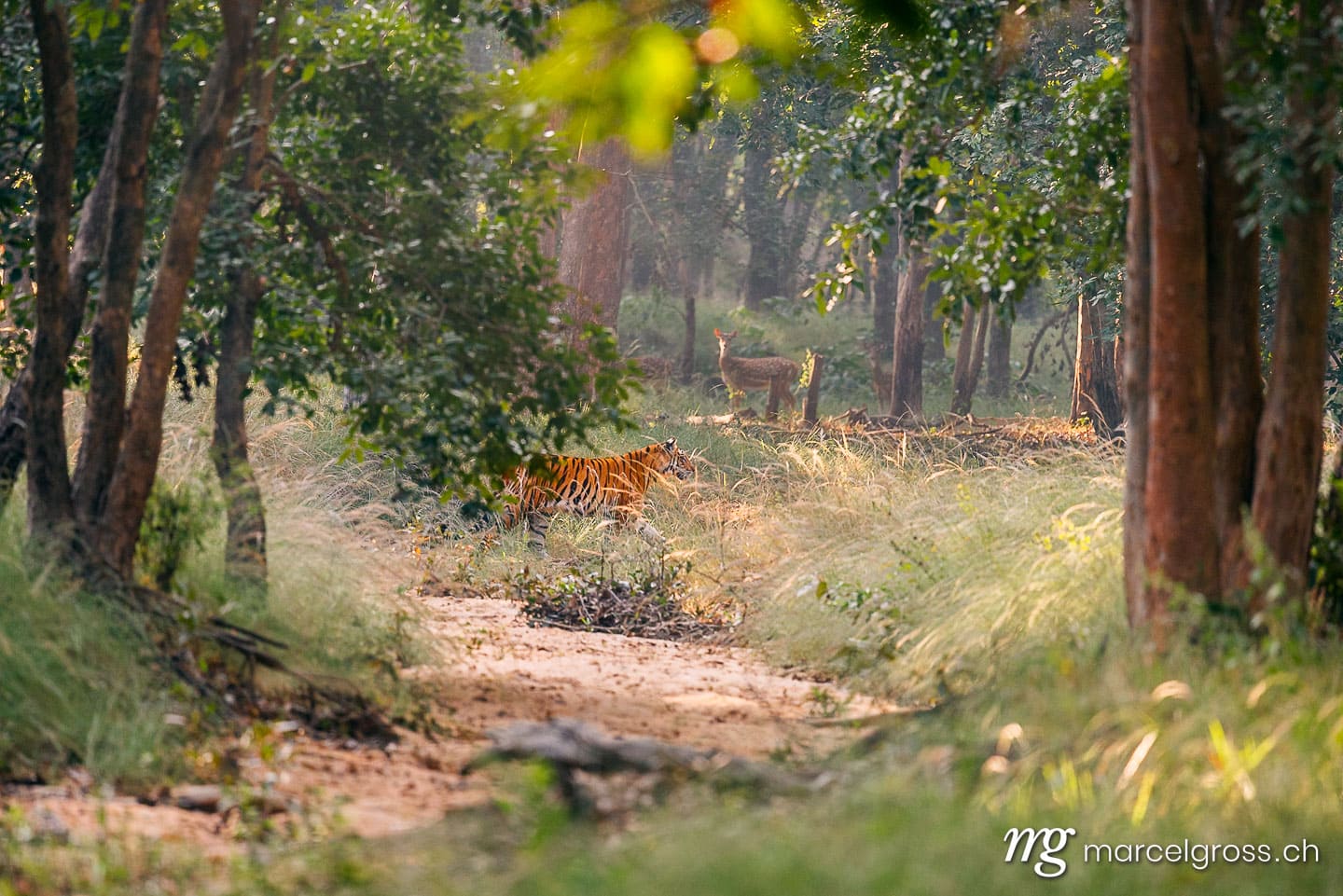 Tiger Bilder. Bengal tiger crossing a riverbed in Bandhavgarh National Park, Madhya Pradesh. Marcel Gross Photography