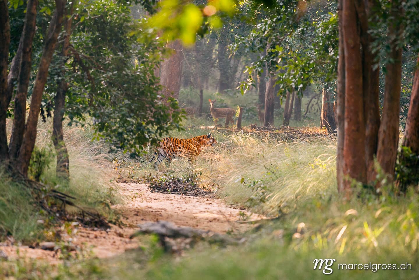 Tiger Bilder. Bengal tiger crossing a riverbed in Bandhavgarh National Park, Madhya Pradesh. Marcel Gross Photography
