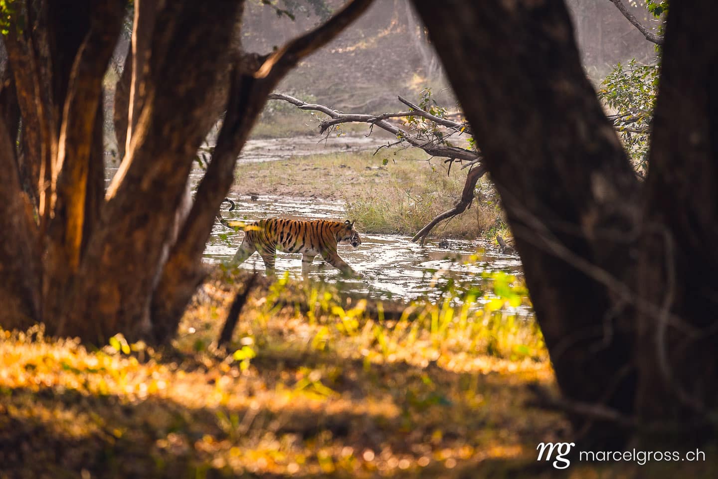 Tiger Bilder. Bengal tiger crossing a riverbed in Bandhavgarh National Park, Madhya Pradesh. Marcel Gross Photography