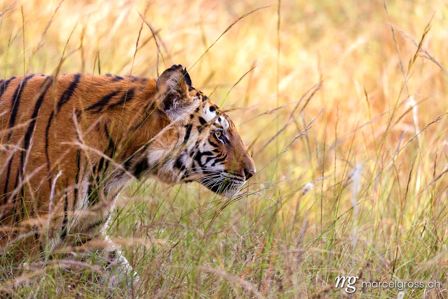 Tiger Bilder. Bengal Tiger in high grass in Bandhavgarh National Park, Madhya Pradesh. Marcel Gross Photography
