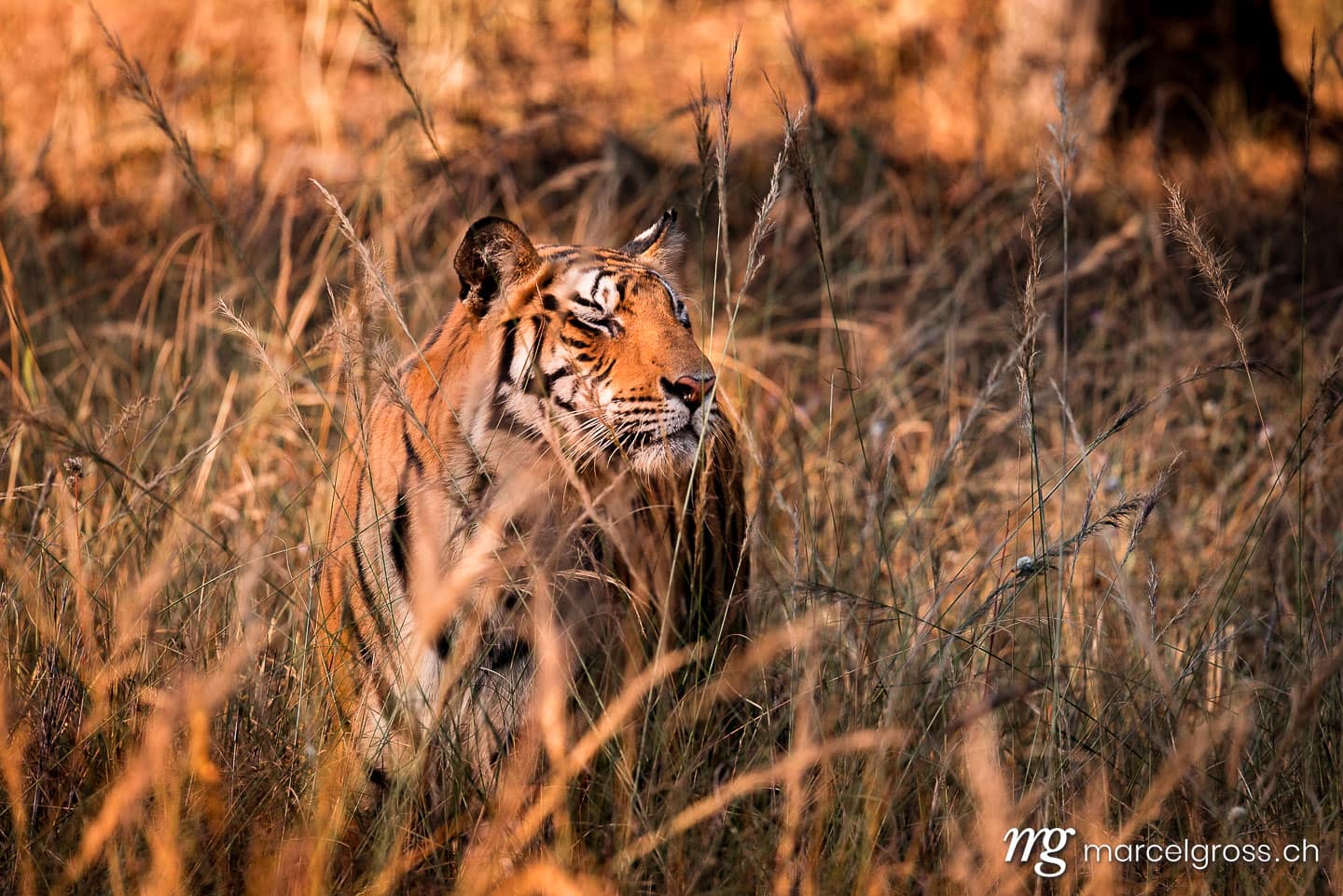 Tiger Bilder. Bengal Tiger in high grass in Bandhavgarh National Park, Madhya Pradesh. Marcel Gross Photography