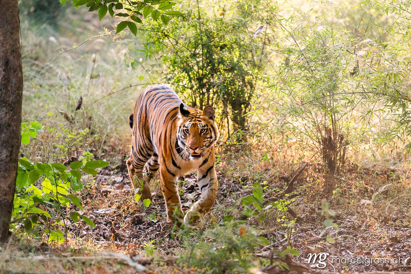 Tiger Bilder. Bengal tiger walking towards Camera in Bandhavgarh National Park, Madhya Pradesh. Marcel Gross Photography