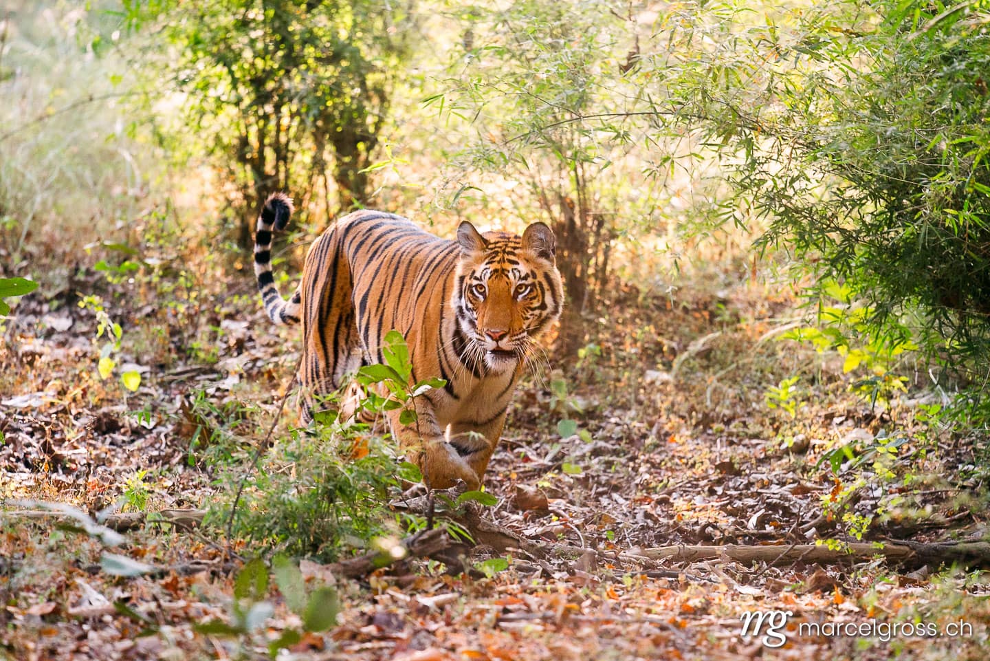 Tiger Bilder. Bengal tiger walking towards Camera in Bandhavgarh National Park, Madhya Pradesh. Marcel Gross Photography