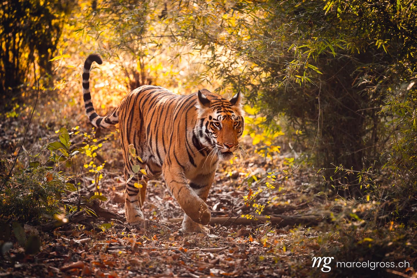 Tiger Bilder. Bengal tiger walking towards Camera in Bandhavgarh National Park, Madhya Pradesh. Marcel Gross Photography