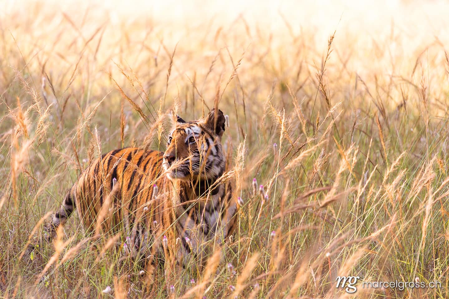 Tiger Bilder. Bengal Tigress in high grass in Bandhavgarh National Park, Madhya Pradesh. Marcel Gross Photography