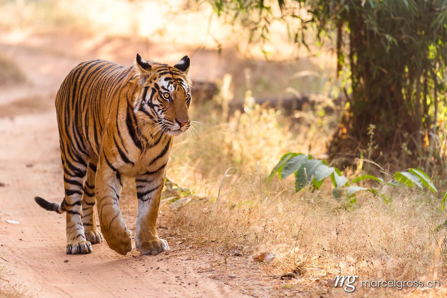Tiger Bilder. bengal Tigress on the road in Bandhavgarh National Park, Madhya Pradesh. Marcel Gross Photography