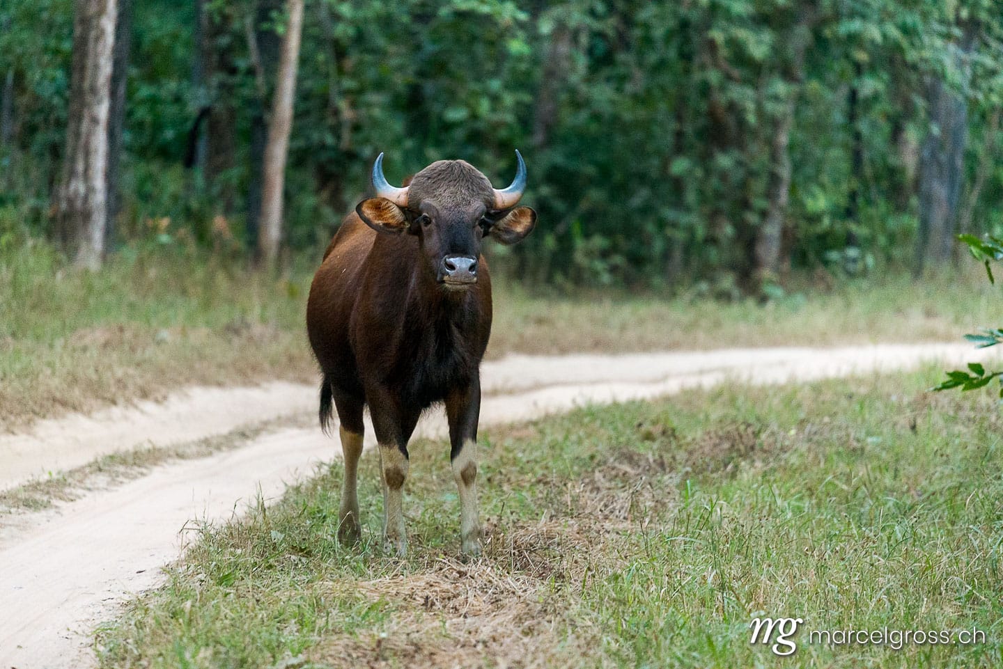 . Gaur in Kanha National Park, Madhya Pradesh. Marcel Gross Photography