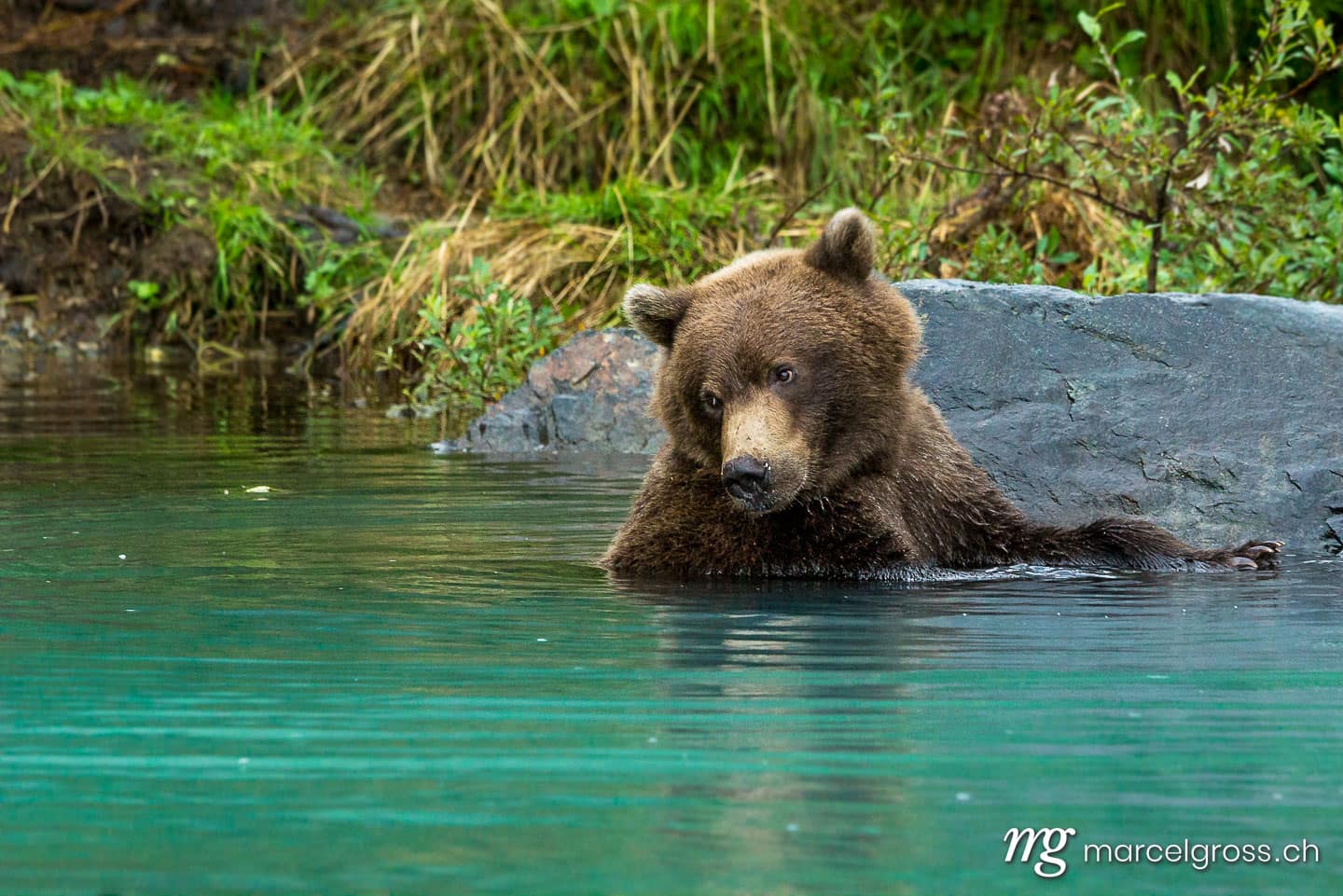 . Grizzly bear in turquoise water in Lake Clark National Park, Alaska. Marcel Gross Photography