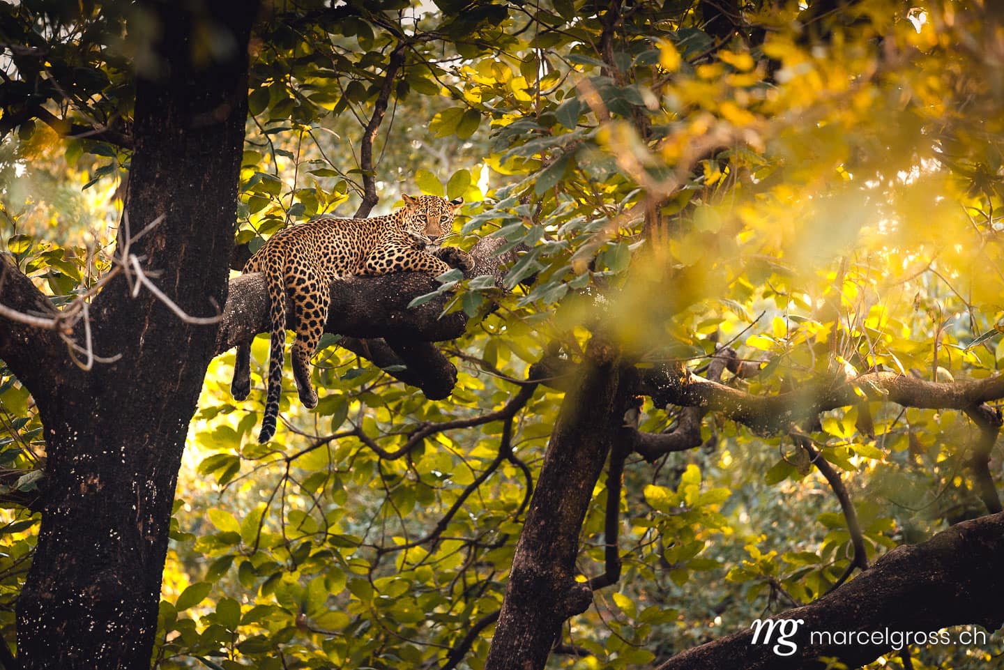 Leoparden Bilder. in the woods of Panna. Marcel Gross Photography