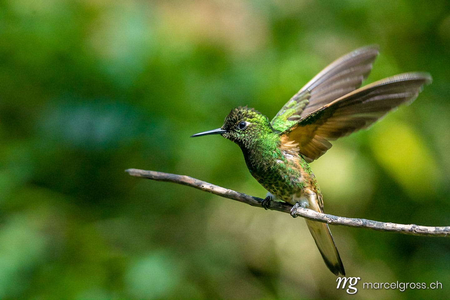 . Kolibri im Reserva Natural Acaime nahe Salente, Zona Cafetera, Kolumbien. Marcel Gross Photography
