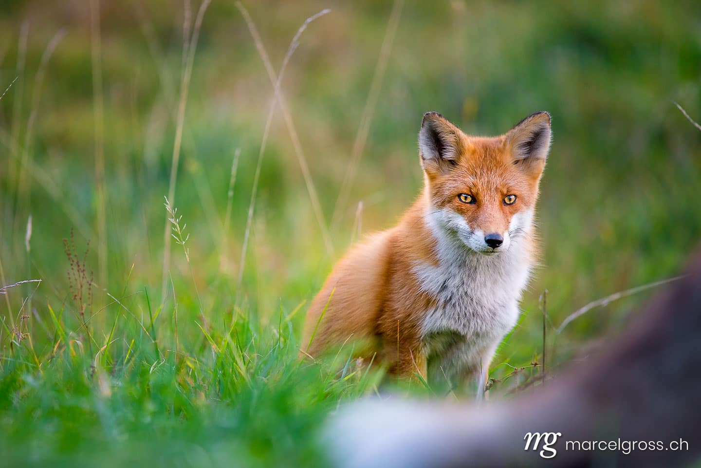 . Redfox in Shiretoko National Park, Hokkaido. Marcel Gross Photography
