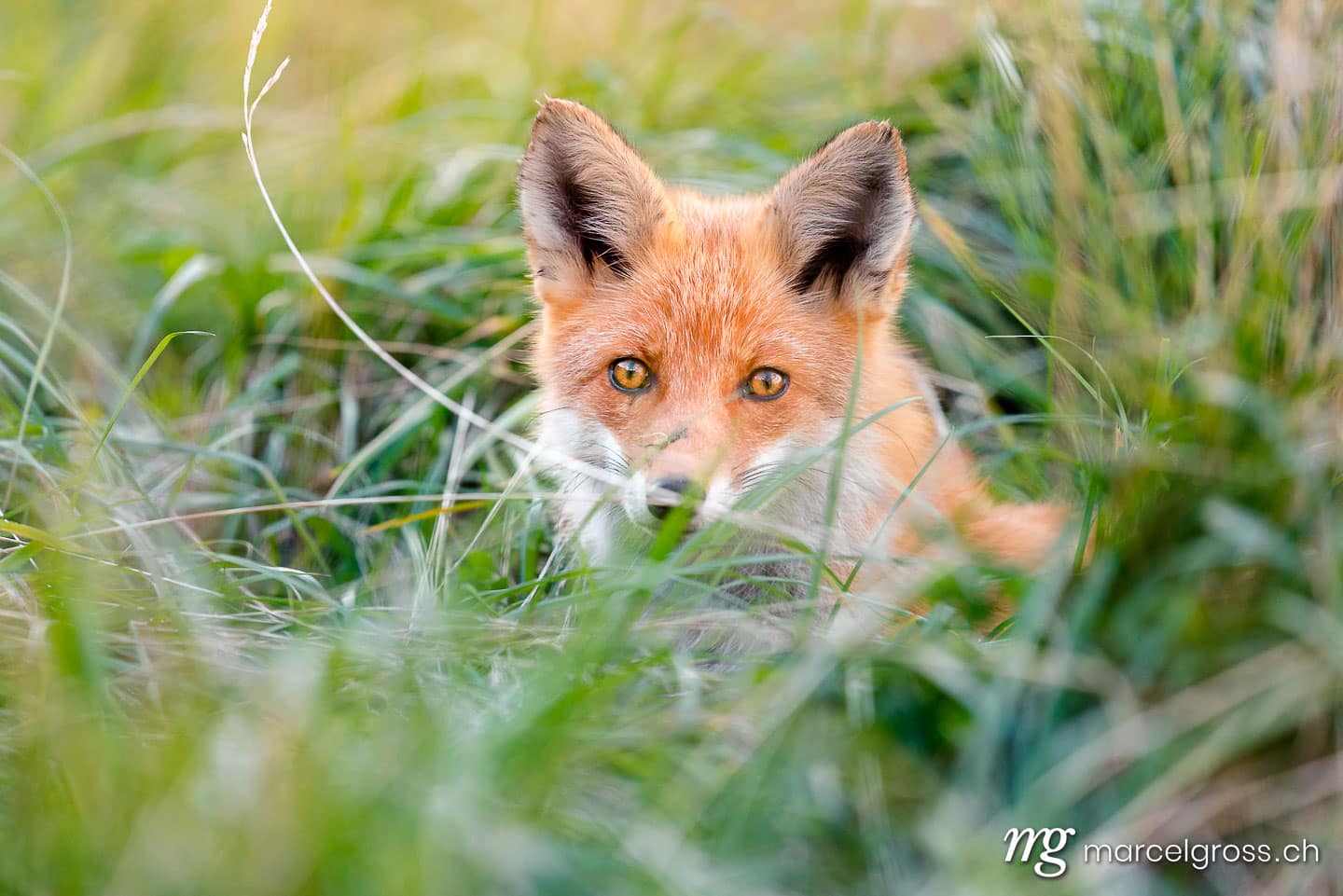 . Redfox in Shiretoko National Park, Hokkaido. Marcel Gross Photography