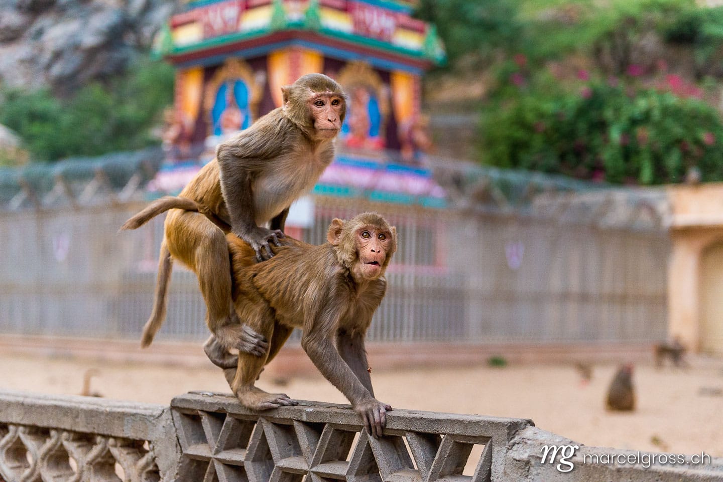 . two Rhesus macaques at Galta Ji Hanuman Temple in Jaipur. Marcel Gross Photography