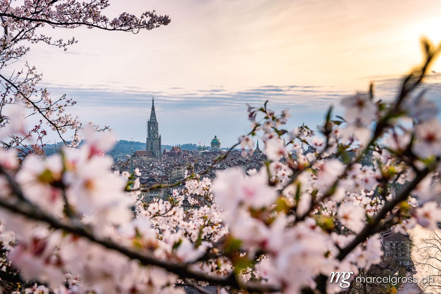 Bern Bilder. Berner Münster durch Kirschblüten im Rosengarten. Marcel Gross Photography