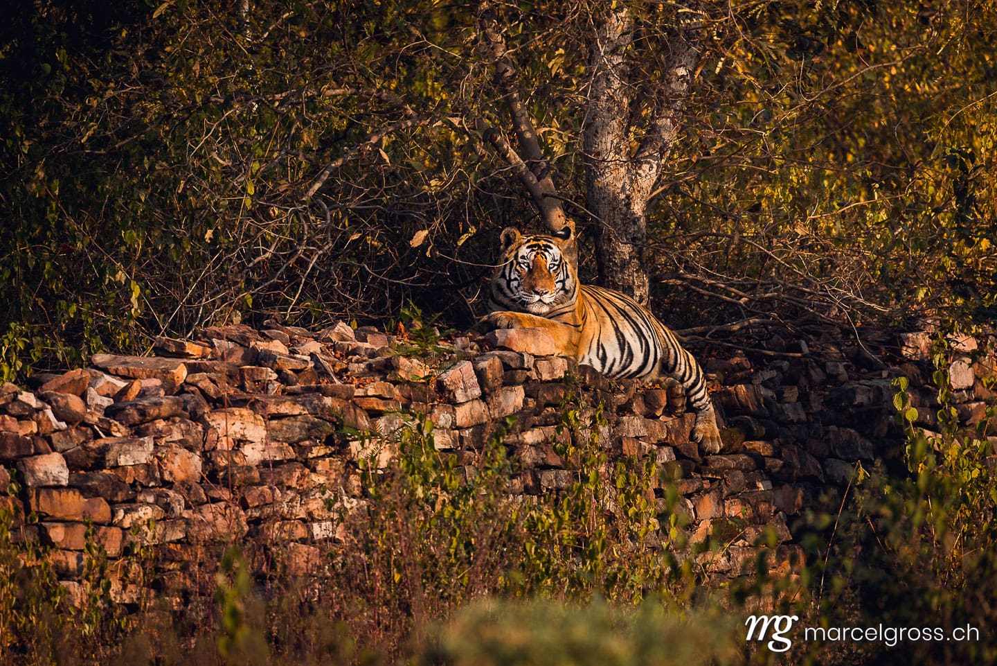 Tiger Bilder. the boss of Panna. Marcel Gross Photography