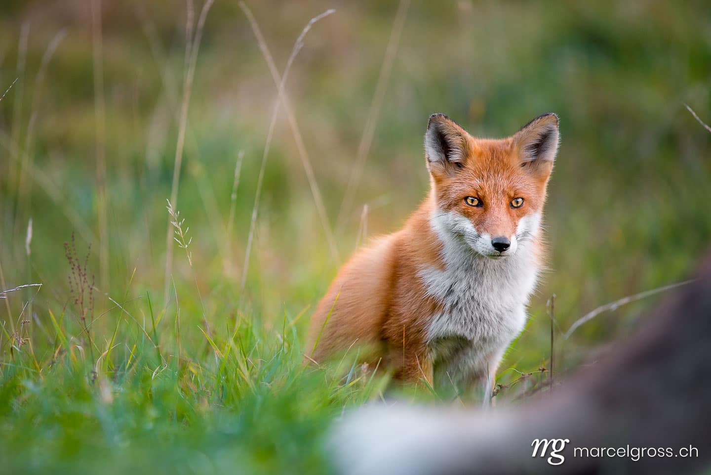 . Redfox in Shiretoko National Park, Hokkaido. Marcel Gross Photography