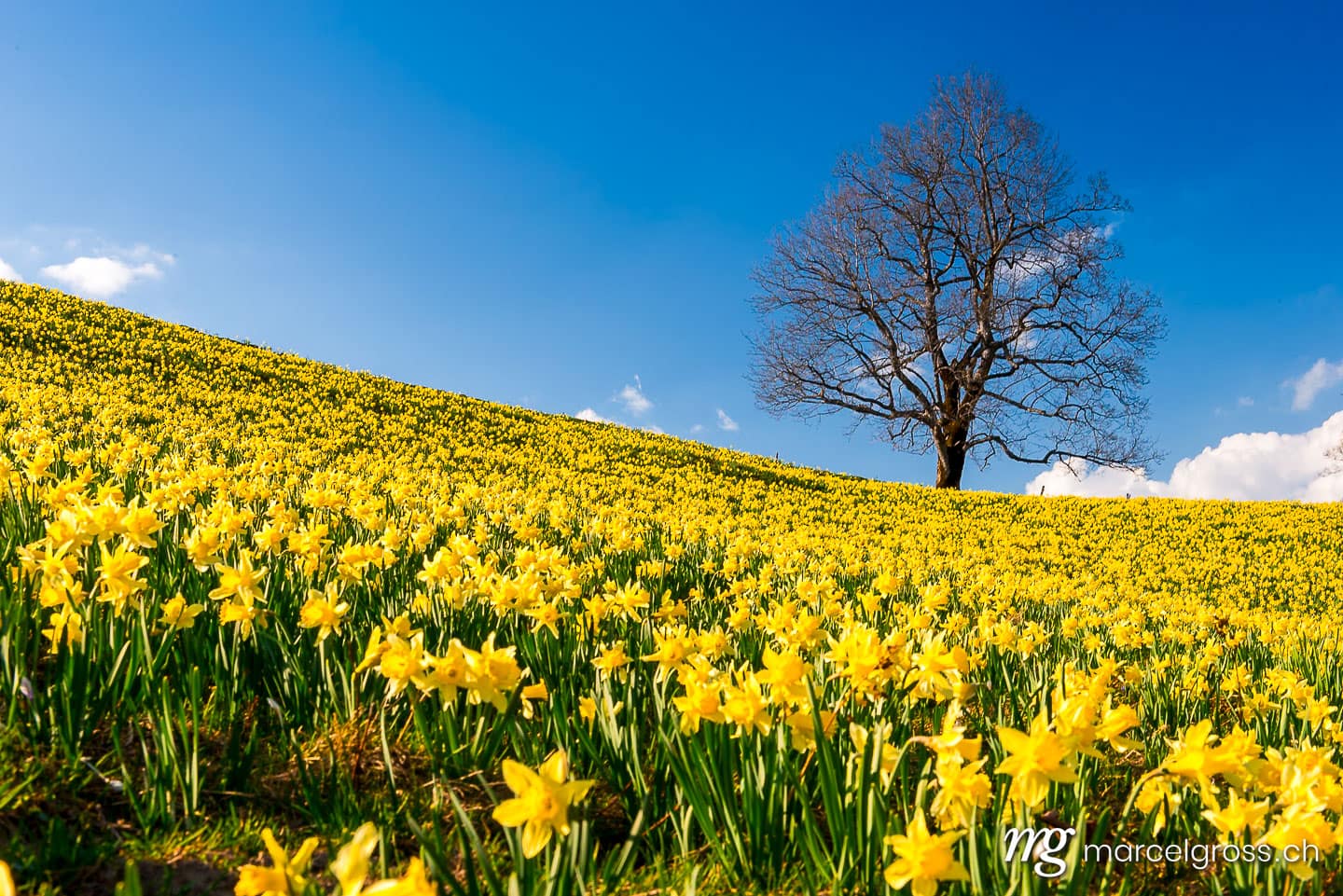 Jura Bilder. natural field full of yellow daffodils in the Swiss Jura. Marcel Gross Photography