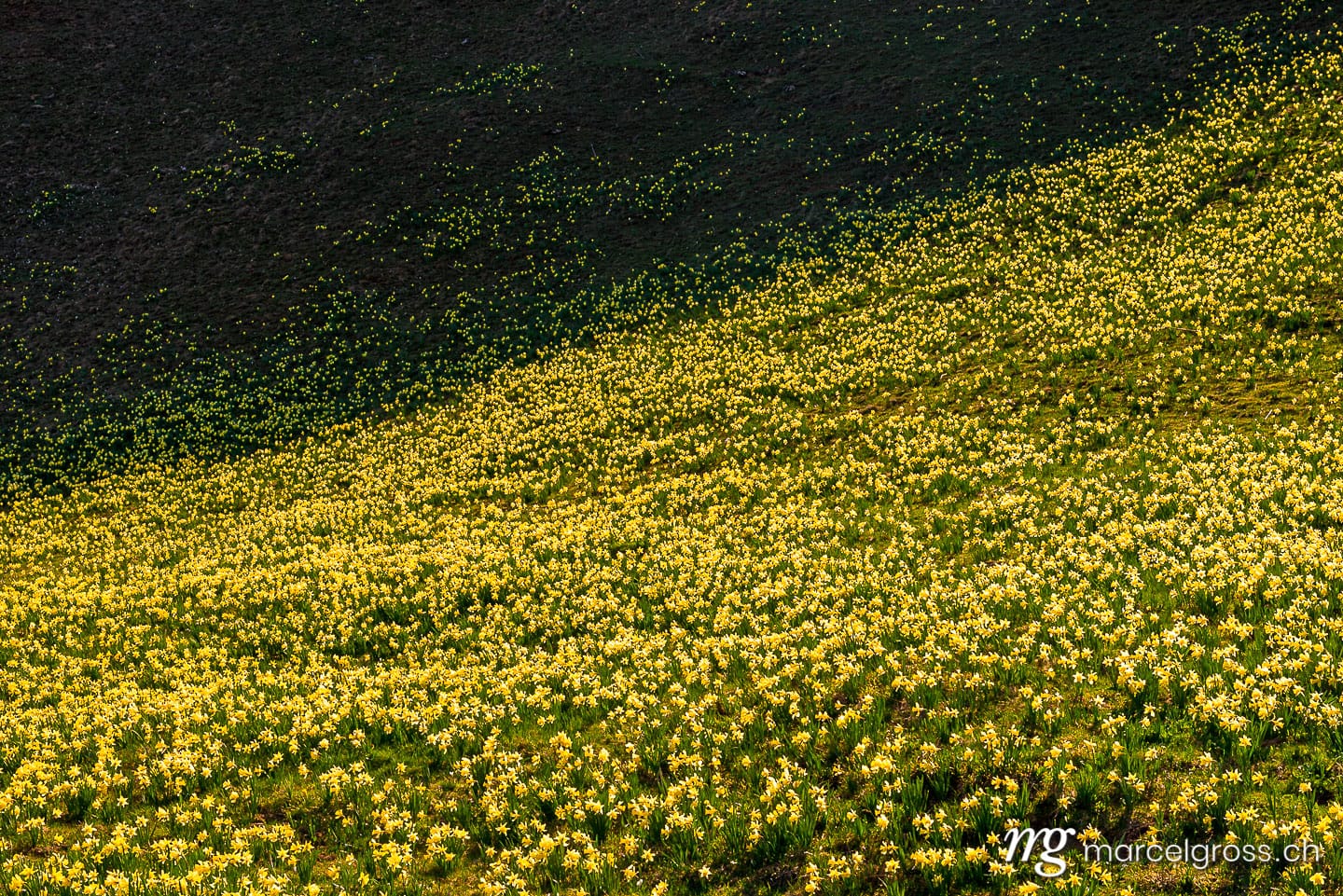 . natural field full of Narcissus jonquilla. Marcel Gross Photography