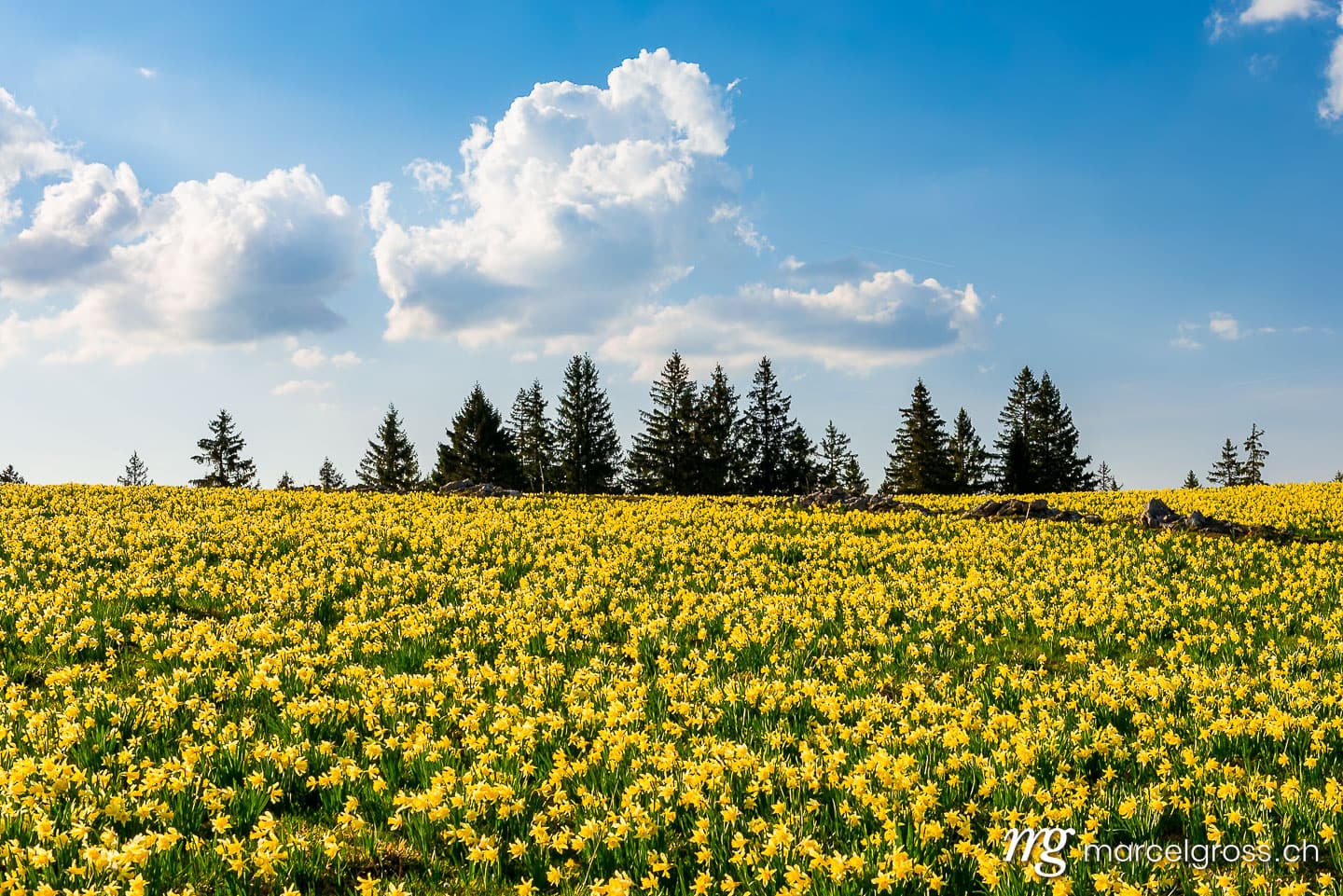 Frühlingsbilder Schweiz. yellow daffodil field in the Swiss Jura. Marcel Gross Photography