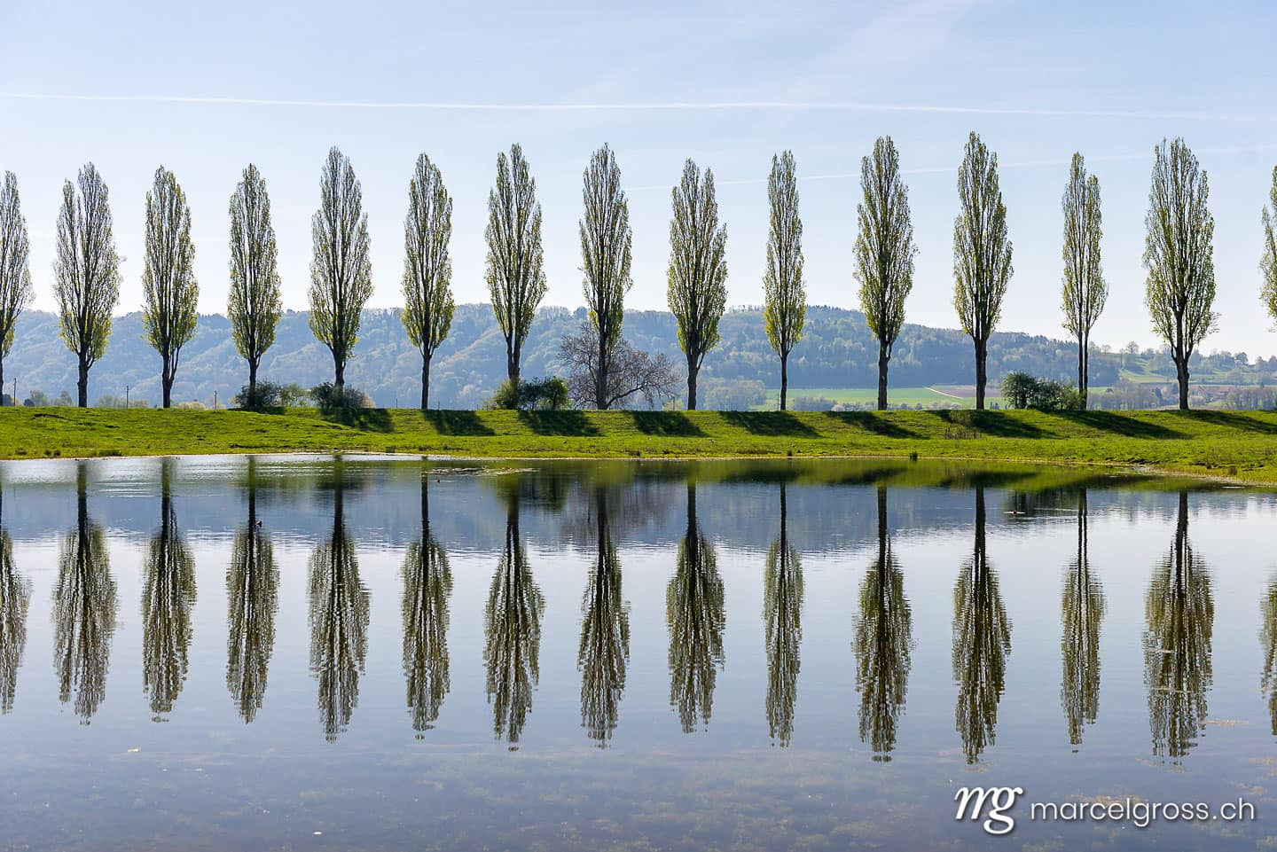 . Pappel-Allee mit See in Cudrefin, Waadt, Schweiz. Marcel Gross Photography