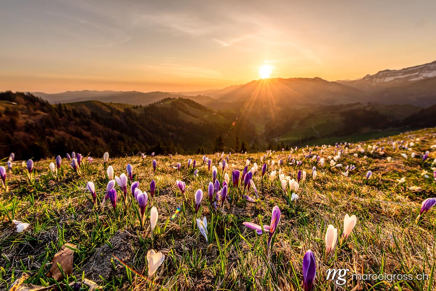 . Sonnenaufgang im Frühling auf dem Rämisgümmen während der Krokusblüte, Emmental. Marcel Gross Photography