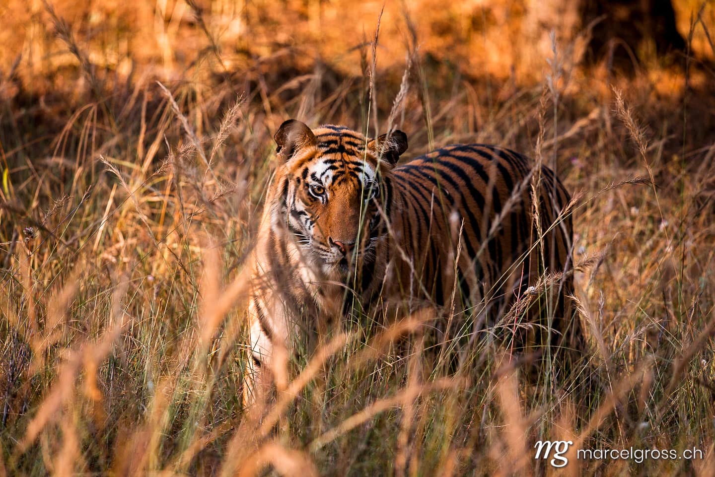Tiger Bilder. Bengal Tiger in high grass in Bandhavgarh National Park, Madhya Pradesh. Marcel Gross Photography
