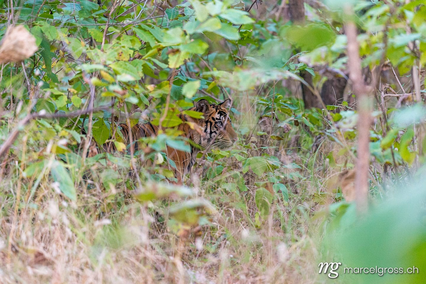 Tiger Bilder. the camouflage of a tiger in Panna National Park. Marcel Gross Photography