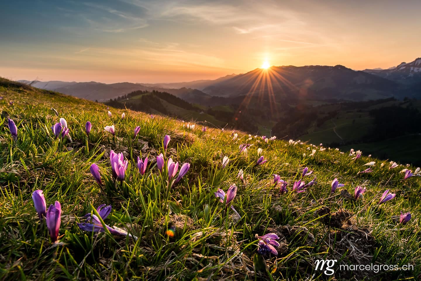 Frühlingsbilder Schweiz. Sonnenaufgang im Frühling auf dem Rämisgümmen während der Krokusblüte, Emmental. Marcel Gross Photography