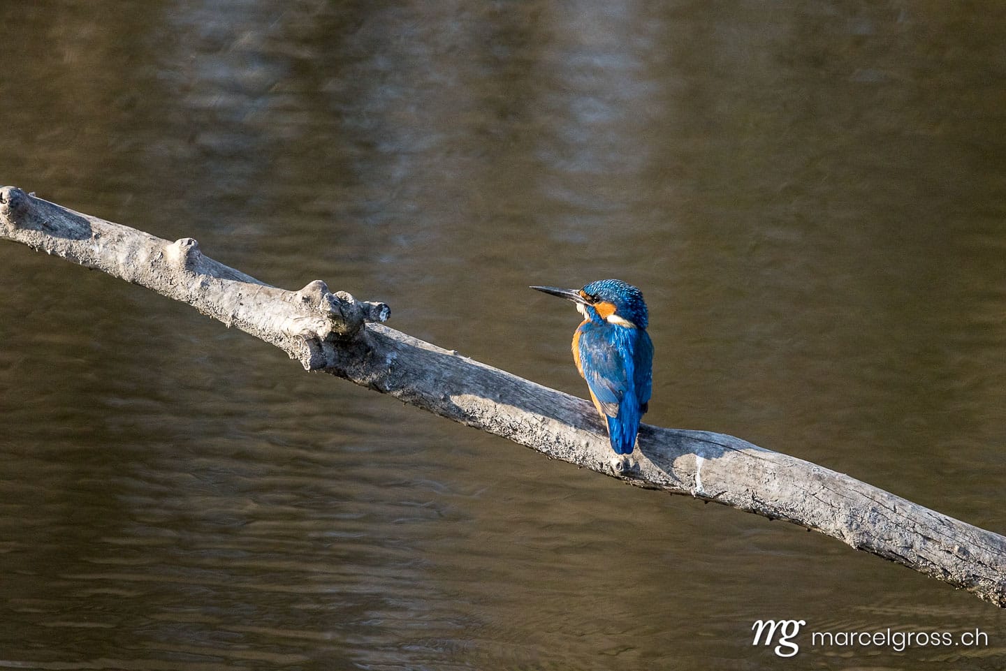 Vogel Bilder Schweiz. swiss kingfisher at a pond. Marcel Gross Photography