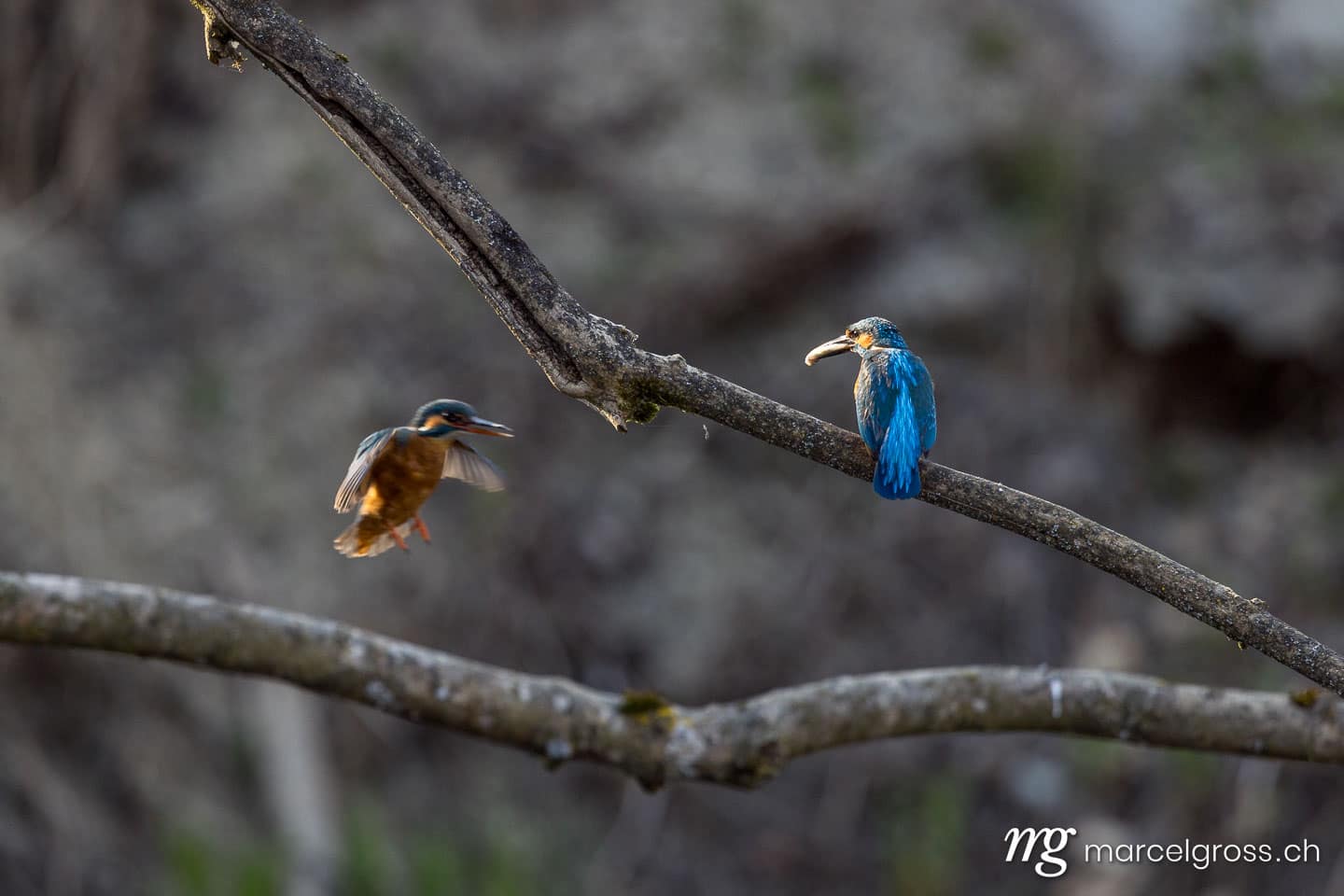 Swiss kingfisher at a pond. Bird pictures Switzerland (c) Marcel Gross Photography