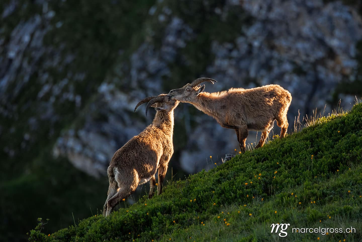 Steinbock Bilder. kissing ibexes. Marcel Gross Photography