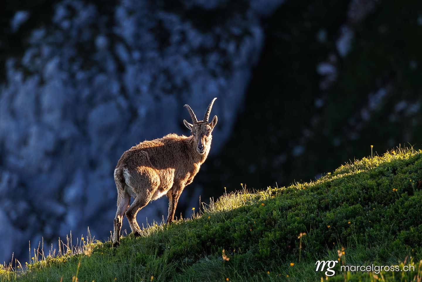 Steinbock Bilder. . Marcel Gross Photography