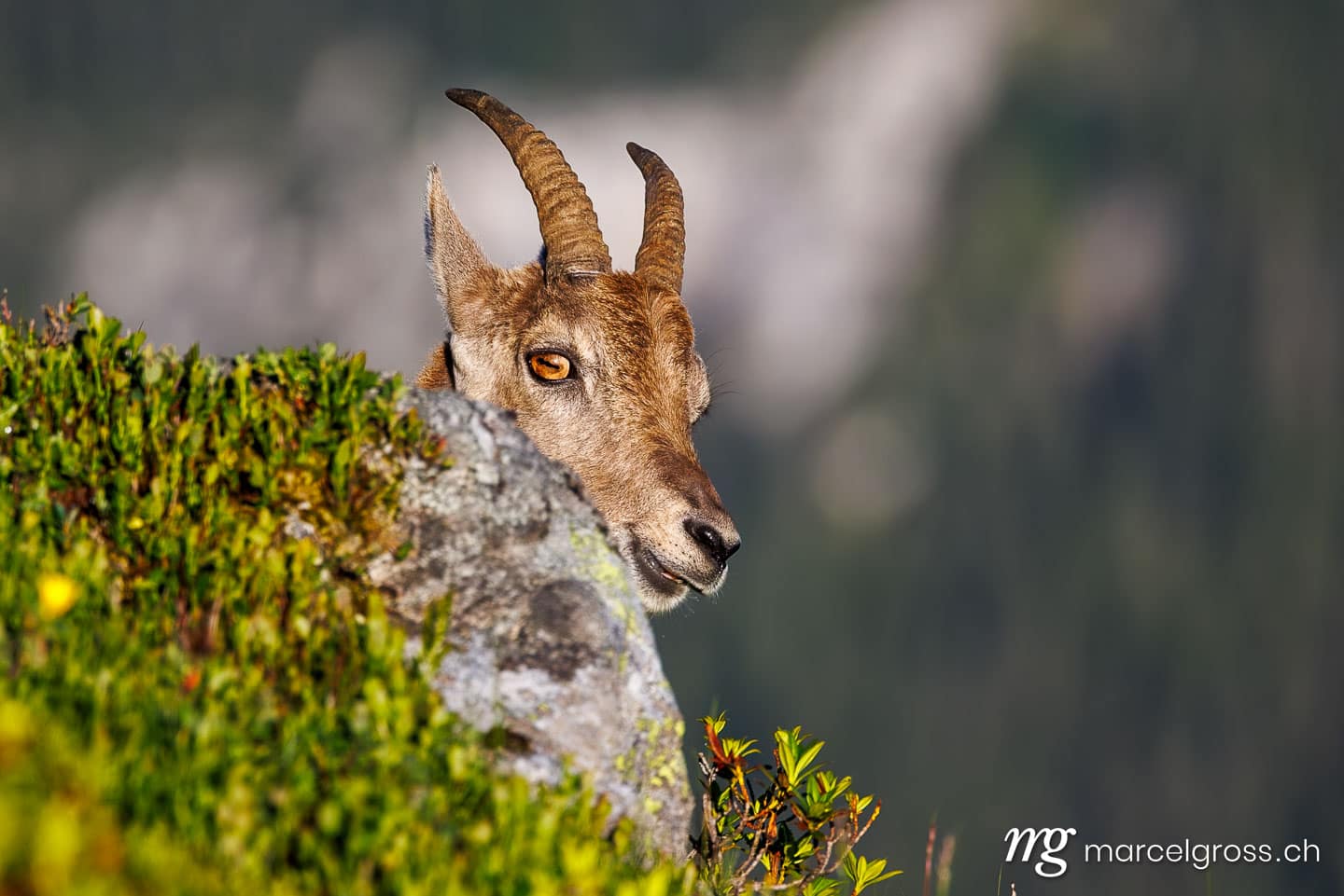 Capricorn pictures. . Marcel Gross Photography