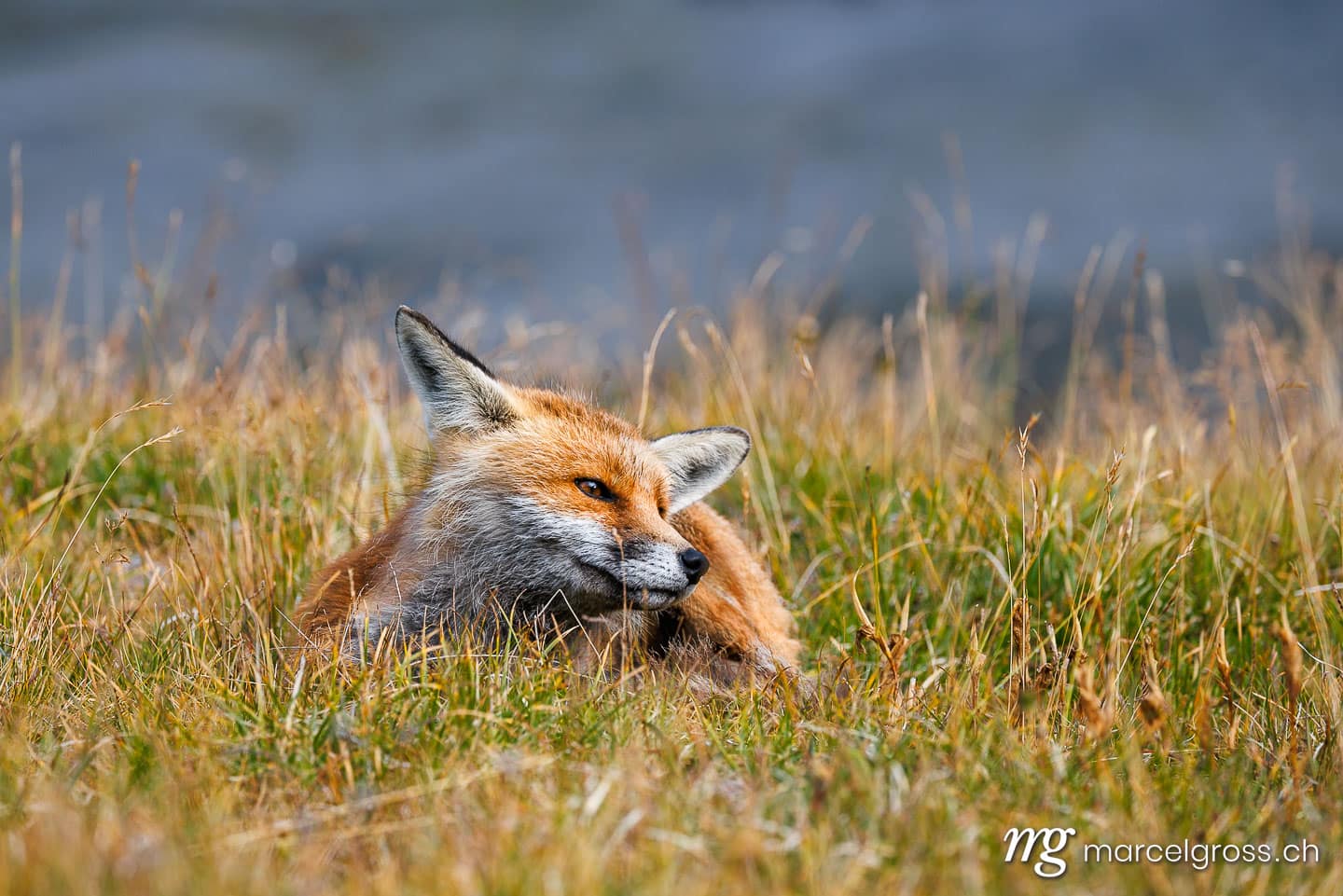 . . Marcel Gross Photography