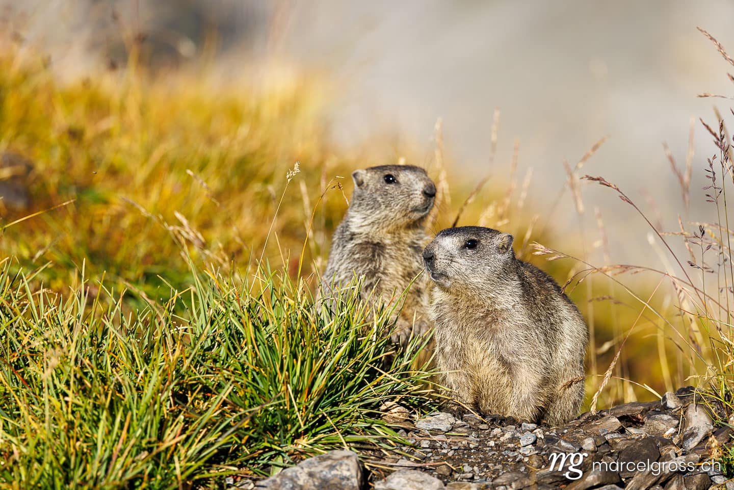 . two young marmots in morning light at Gemmi Pass in Valais. Marcel Gross Photography